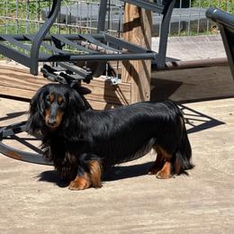 Loki - Dachshund