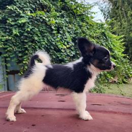 Polo - White black and tan male Papillon puppy in Lineville, Alabama from TimberLane Papillon's