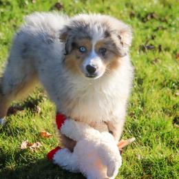 Miniature American Shepherd Puppies from Casita Miniature American Shepherds