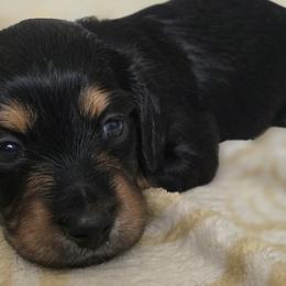 Dachshunds from Double Aces Doxies