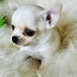 Nicky - Fawn male Chihuahua puppy in Corpus Christi, Texas from Doubletake Chihuahuas