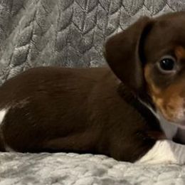Dachshunds from MD Dachshunds