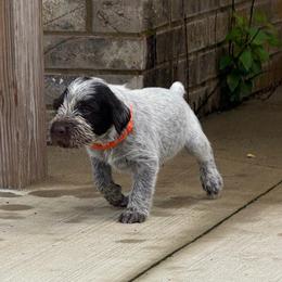 Boy 4 - Orange Collar - Liver and white male German Wirehaired Pointer puppy in Muncie, Indiana from Altitude Kennel