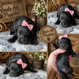 Channel - Black female Shihpoo puppy in Delphos, Ohio from Route 66 Puppies