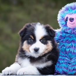 Jasper - Black tri male Miniature American Shepherd puppy in Omaha, Arkansas from Ashland Miniature American Shepherds & Miniature Australian Shepherds