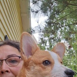 Pembroke Welsh Corgi Puppies from Gingersnap Pembroke Welsh Corgis