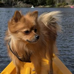 Pomeranians and Pomskies from Cherrywell Carnivora