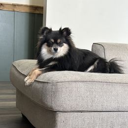 Bluebell - Pomeranian
