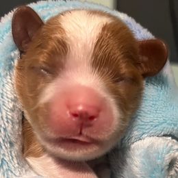 Jabba - Blenheim male Cavalier King Charles Spaniel puppy in Queen Creek, Arizona from Andresen's Cavaliers