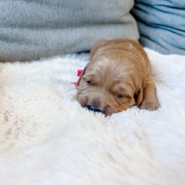 Pink collar - Golden female Golden Retriever puppy in Lehi, Utah from Open Star Goldens