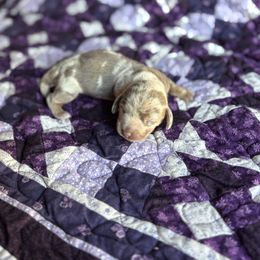 Kori - Fawn (isabella) and tan female Dachshund puppy in Morris, Oklahoma from Sliding C Dachshund’s