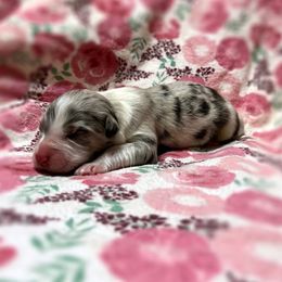 Raina - Blue merle female Australian Shepherd puppy in Sedalia, Missouri from Affinity Aussies