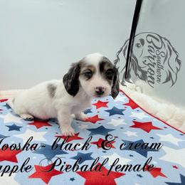 Mooska - Dapple female Dachshund puppy in Prairieville, Louisiana from Southern Barron Danes & Dachshunds