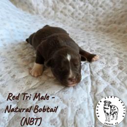 Quincy - Red tri male Miniature Australian Shepherd puppy in Jaroso, Colorado from Heaven Sent Aussies