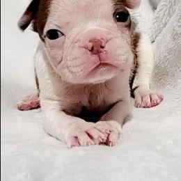 Girl 2 - Red female Boston Terrier puppy in Priest River, Idaho from Hoo Doo Boston Terriers of North Idaho