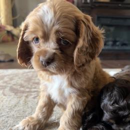Blossom - Buff and white Cocker Spaniel puppy in Camp Douglas, Wisconsin from Bluff Country Cockers