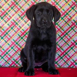 Purple Collar - Black female Labrador Retriever puppy in Ridgecrest, California from Black Mountain Service Dogs