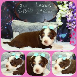 Lexus - Red tri female Toy Australian Shepherd puppy in Levelland, Texas from Once Upon a Time Aussies