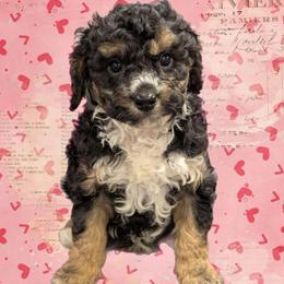 Romeo - Black and tan male Cavapoo puppy in Coshocton, Ohio from Forever Family Puppies