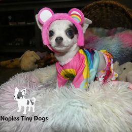Chihuahua Puppies from Naples Tiny Dogs