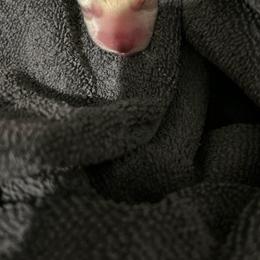 Girl 4 - White female West Highland White Terrier puppy in Loxley, Alabama from Dixieland Westies