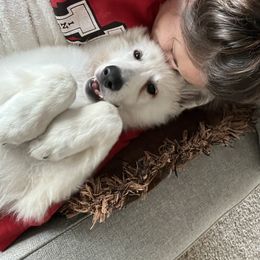 Berger Blanc Suisse Puppies from Nasha Comanda White Swiss Shepherds