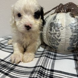 Cavapoo - Black and white male Cavapoo puppy in Bloomfield, Iowa from Schooley Doodles