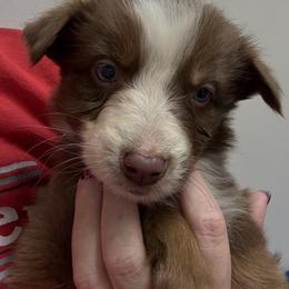June - Red tri-color female Australian Shepherd puppy in Four Oaks, North Carolina from RoseWest Farms