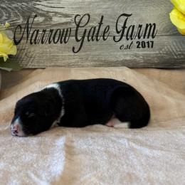 Girl 2 - Black and white female Border Collie puppy in Moody, Texas from Narrow Gate Farm