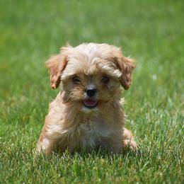 Ruella - Red female Cavapoo puppy in Gap, Pennsylvania from Country View Puppies ( License 18816)