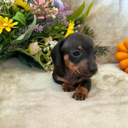 Pudding - Black and tan female Dachshund puppy in Indianapolis, Indiana from wiggly weenies