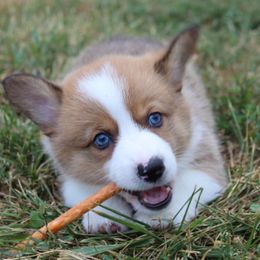Pembroke Welsh Corgi Puppies from Fire Sweep Ranch