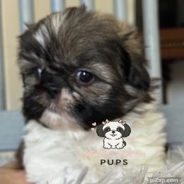 Doni - Sable and white male Shih Tzu puppy in Walkertown, North Carolina from Lil’ Bit’s Shih Tzu