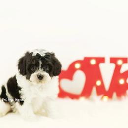 Sparky (Black Collar) - Black and white male Cavapoo puppy in Republic, Missouri from Red Skye Puppies