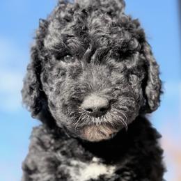 Goldendoodle puppies from Houserville Kennels