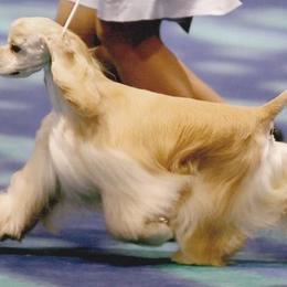 Cocker Spaniels from Sunshine Cockers