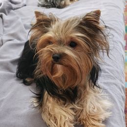 Nova - Yorkshire Terrier