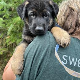 Blue collar male - Black and tan male German Shepherd puppy in Winterport, Maine from Vom Stevens Old Fashioned German Shepherds