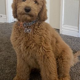 Labradoodle puppies from South Bay Doods
