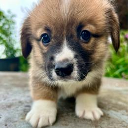 Spin - Red male Pembroke Welsh Corgi puppy in Birmingham, Alabama from Delaney’s Corgis