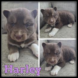 Harley - Red and white female Siberian Husky puppy in Wheeler, Michigan from Haase Family Kennels