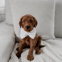 Smackerel - Red  male Goldendoodle puppy in Roanoke Rapids, North Carolina from Sweeter than Honey Doodles