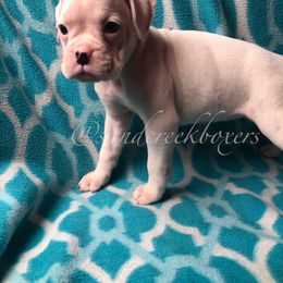 Boxer Puppies from Sand Creek Boxer Kennel