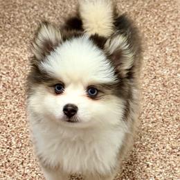 Fluffy boy - Wolf sable male Pomsky puppy in Magnolia, Texas from Solace Shelties and Pomskies