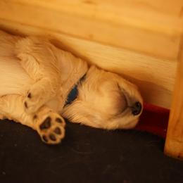 "Goldendoodle born 2/6/2020" Goldendoodle, Golden Retriever, and Sheepadoodle Puppies from Guppy Puppies