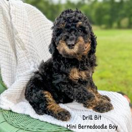 Drillbit - Phantom male Bernedoodle puppy in Grove, Oklahoma from Guinn Family Farms