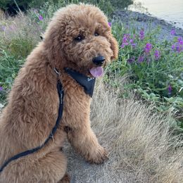 Goldendoodle All Grown Up from Dawnie’s Doodles