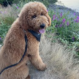 Goldendoodle All Grown Up from Dawnie’s Doodles