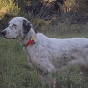 English Setters from ESetters
