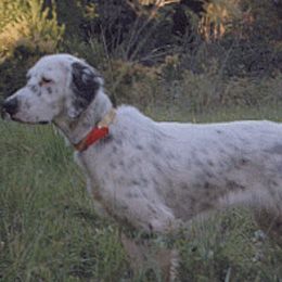 English Setters from ESetters